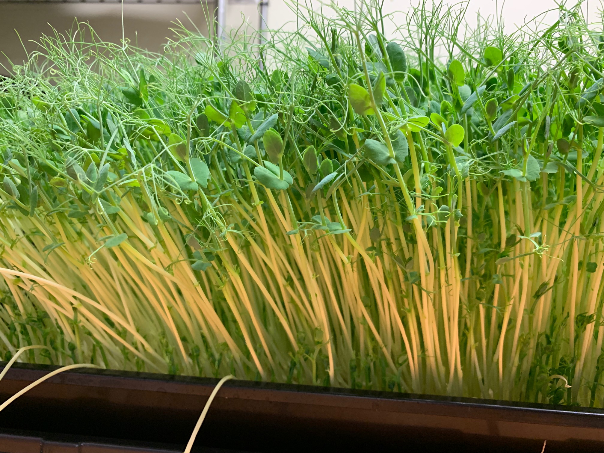 Pea Microgreens Milwaukee Microgreens