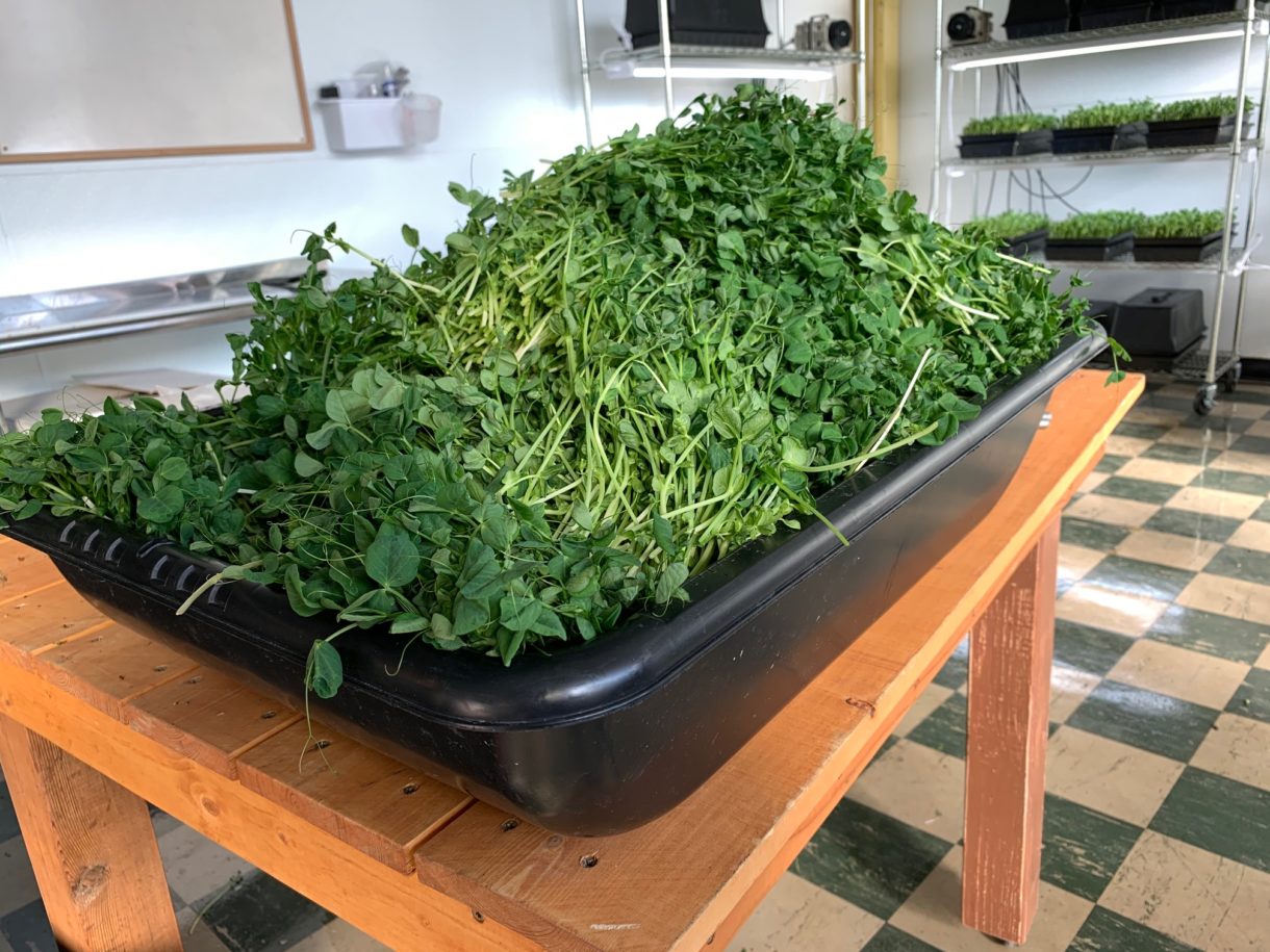 Serving Milwaukee with Local Microgreens Milwaukee Microgreens