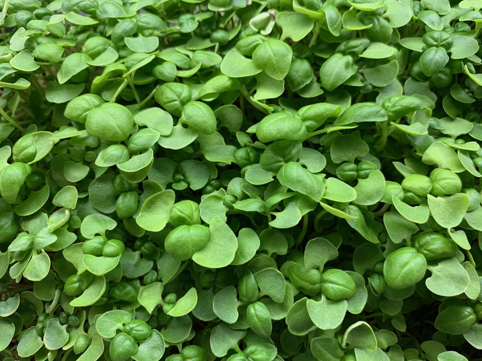 Basil Microgreens Milwaukee Microgreens