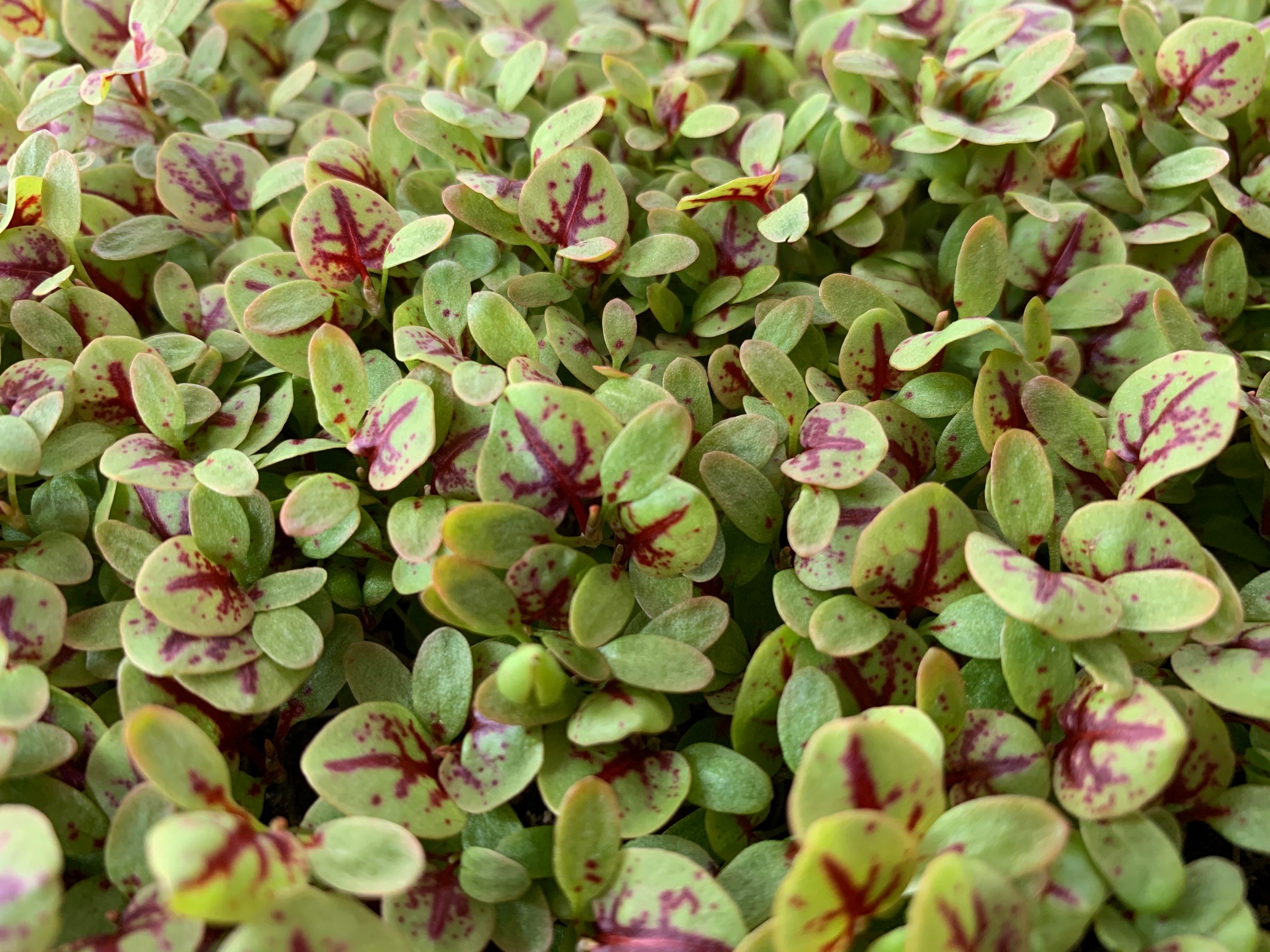 Red Veined Sorrel 5