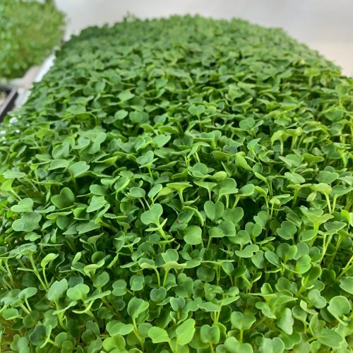 Arugula Close - 2020