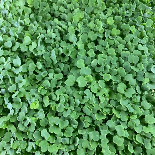 Arugula microgreens 1