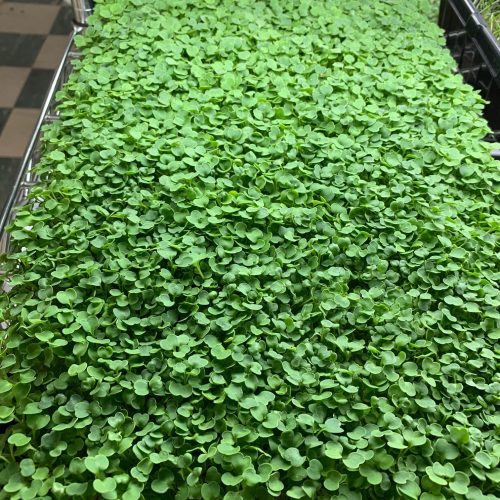 Arugula top down - 2020