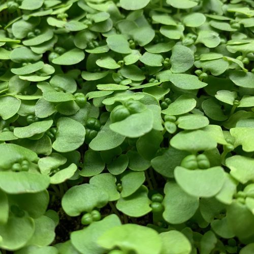 Basil Microgreens Small