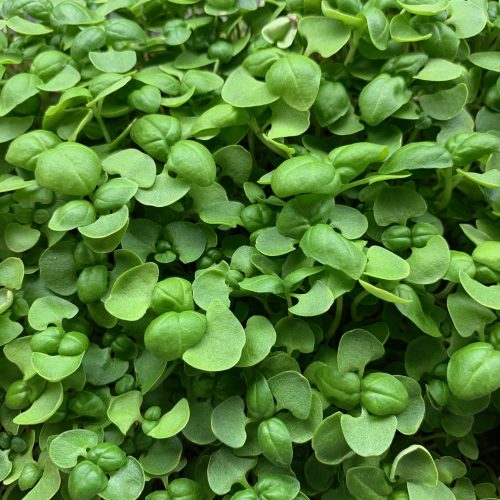 Basil microgreens 1