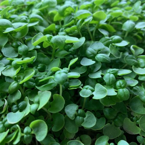 Basil microgreens close