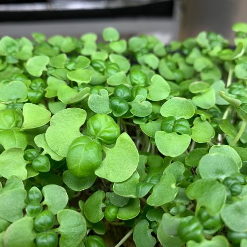 Basil microgreens