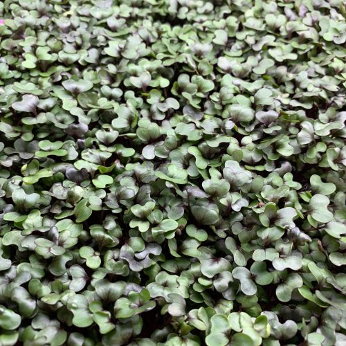 Cabbage red acre microgreens