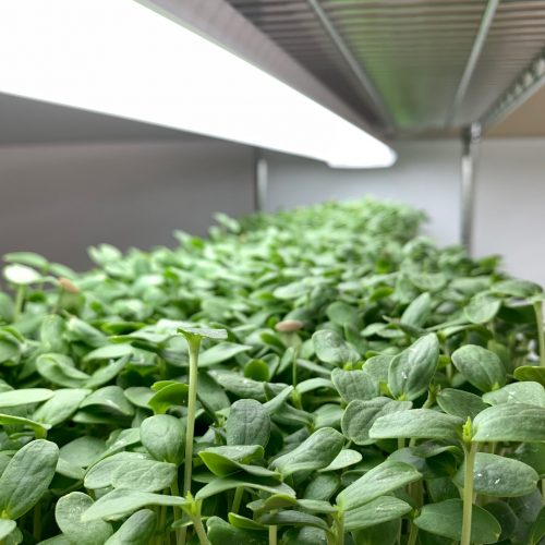 Cantaloupe microgreens 2