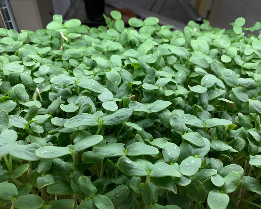 Cantaloupe microgreens - 2020