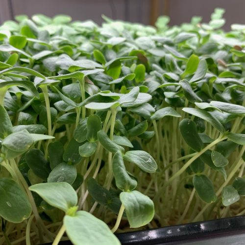 Cantaloupe microgreens 3