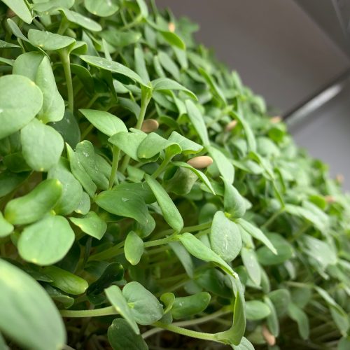 Cantaloupe microgreens 4