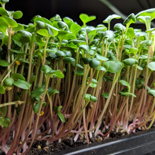 China Rose Radish Side Shot