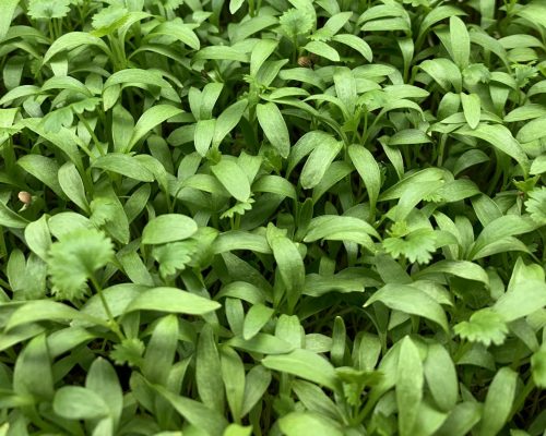Cilantro 1