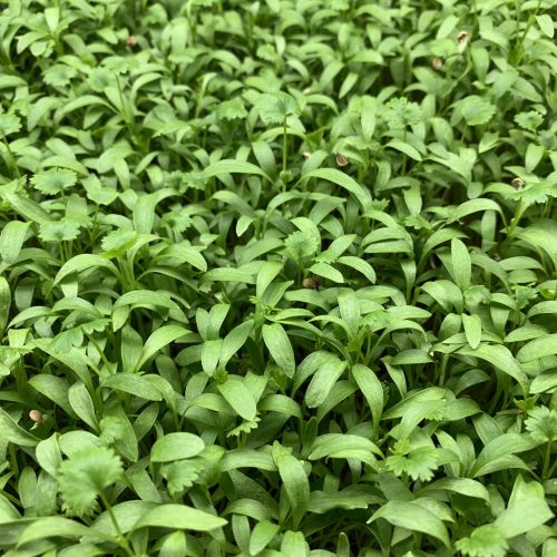 Local Cilantro Microgreens Milwaukee Microgreens