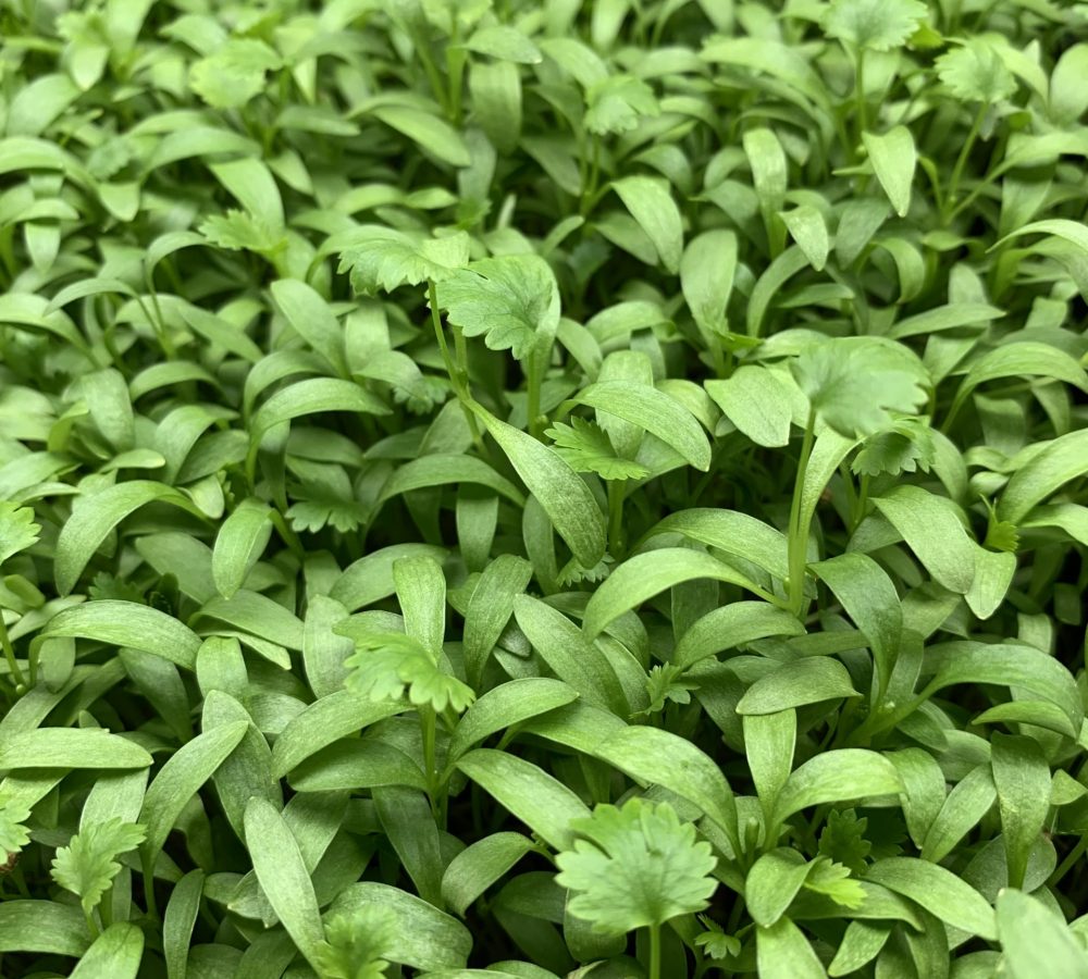 Local Cilantro Microgreens Milwaukee Microgreens