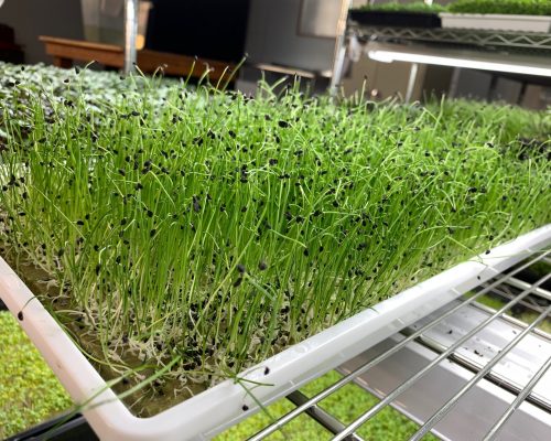 Leek microgreens 1