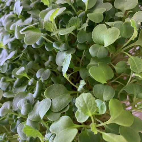 Mustard microgreens