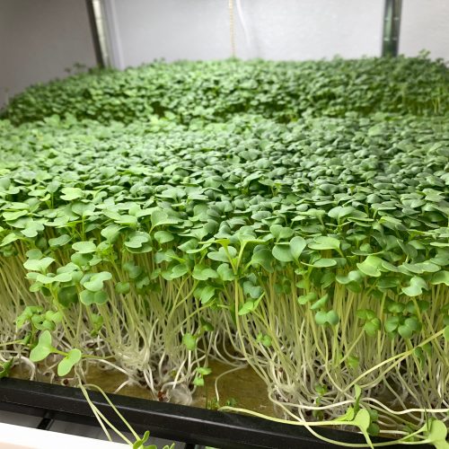 Mustard microgreens - side shot