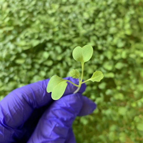 Mustard microgreens true leaf 2