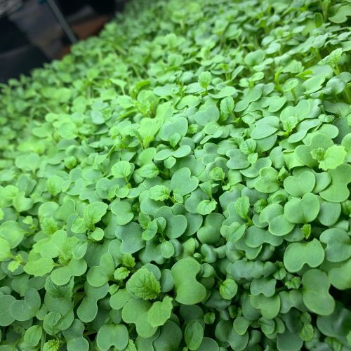Mustard true leaf close