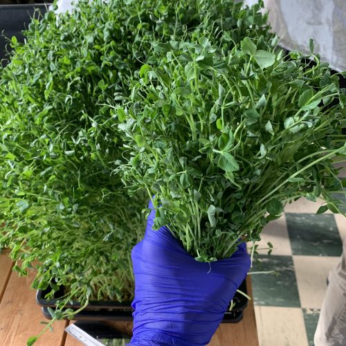 Pea Bouquet