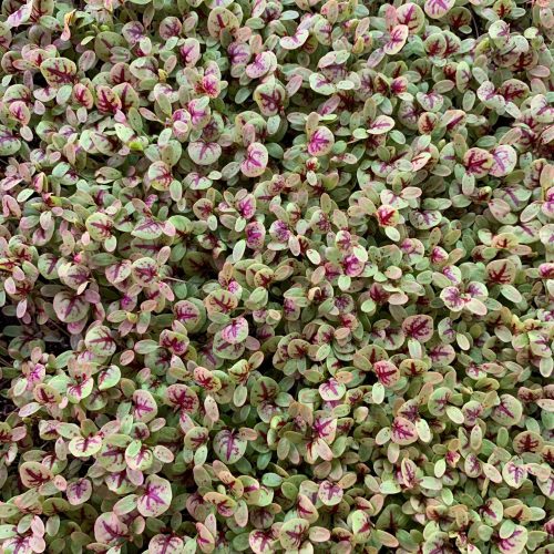 Red Veined Sorrel 2