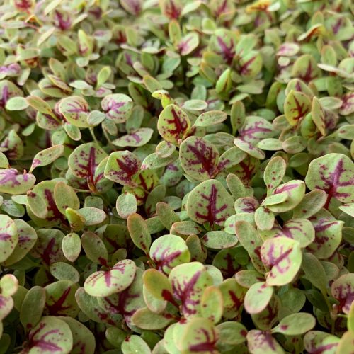 Red Veined Sorrel 4