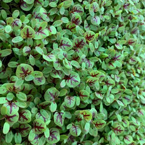 Red veined Sorrel 1