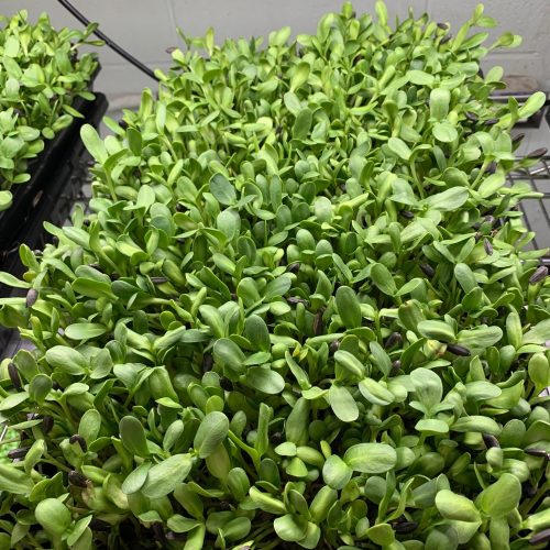 Sunflower microgreens 2