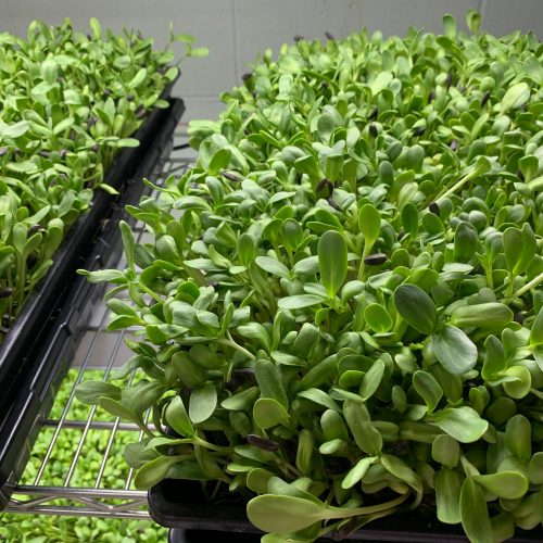 Sunflower microgreens duo