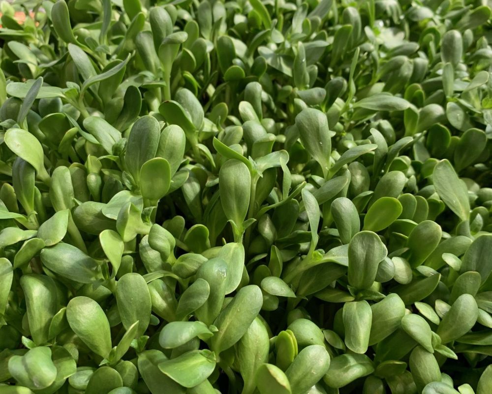 Sunflower microgreens