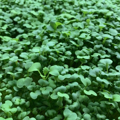 mustard microgreens true leaf close