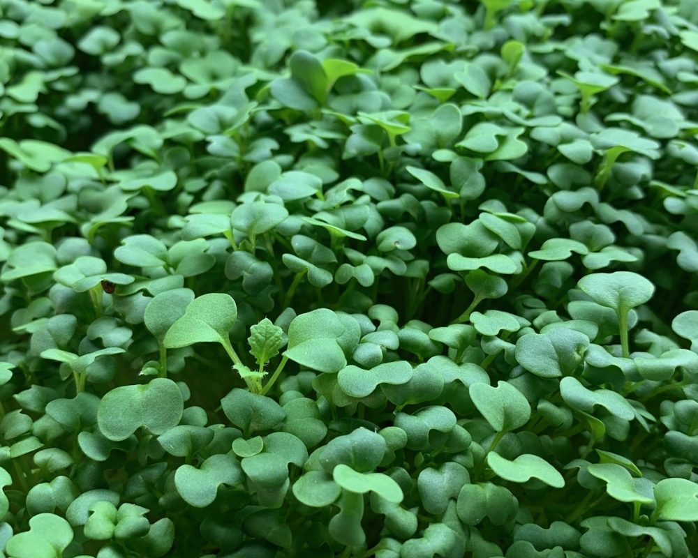 mustard microgreens true leaf close